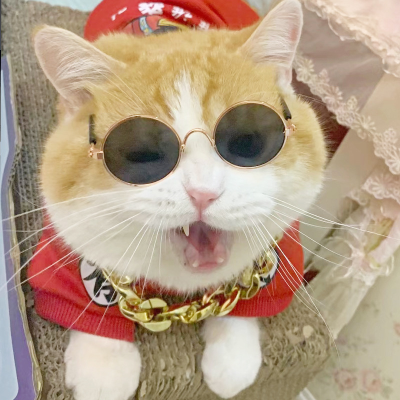 The Feeling of Pet’s Sunglasses
